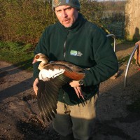 Egyptian Goose